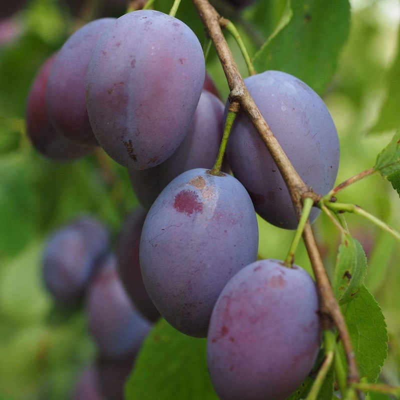 ‘Shropshire Prune’ Damson Tree 2 Year Old Tree in a 9L Pot