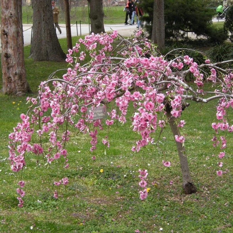 Single Pink Weeping Cherry Blossom Tree | Prunus pendula ‘Pendula Rubra’ 2 Year Old Tree in a 9L Pot