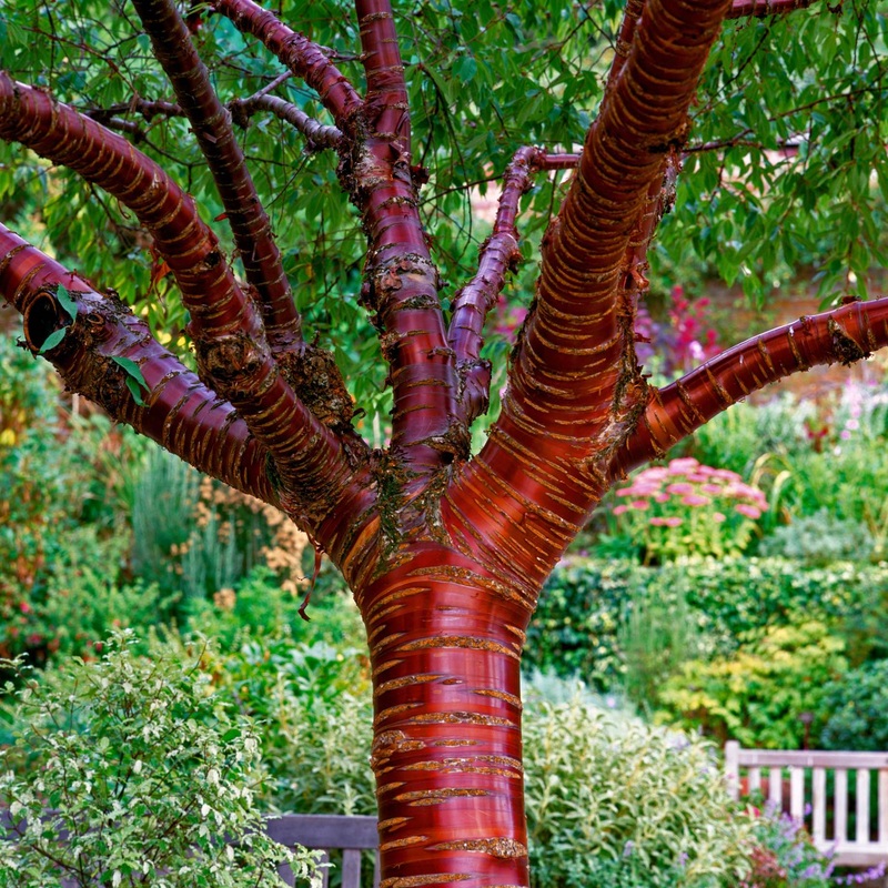 Single Stem Tibetan Cherry Tree | Prunus serrula 2 Year Old Single Stem Tree in a 9L Pot