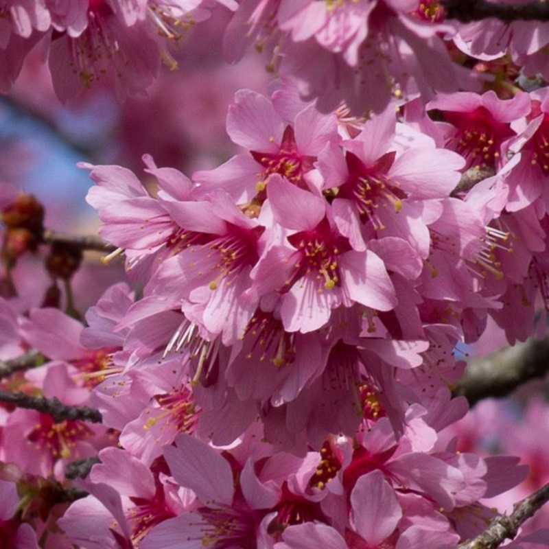 Small Pink Cherry Blossom Tree | Prunus ‘Okame’ 2 Year Old Tree in a 9L Pot