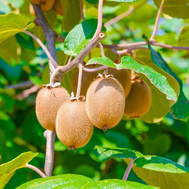 ‘Solo’ Kiwi Plant