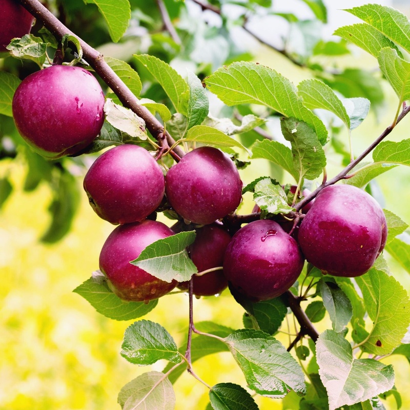 ‘Spartan’ Apple Tree 2 Year Old Tree in a 9L Pot