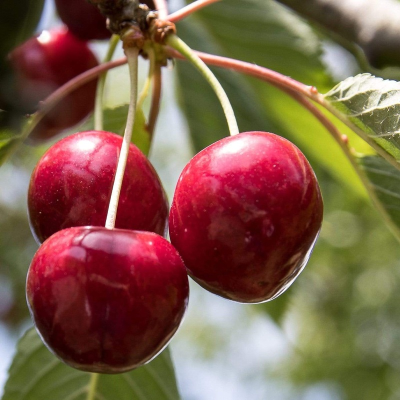 ‘Stella’ Cherry Tree Patio Tree in a 4.5L Pot
