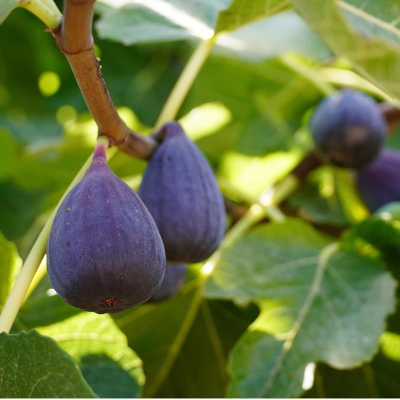 ‘Sultane’ Fig Tree