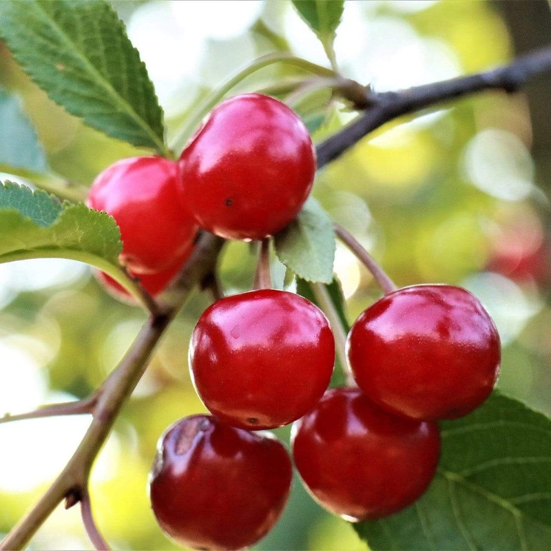 ‘Summer Sun’ Cherry Tree Patio Tree in a 4.5L Pot