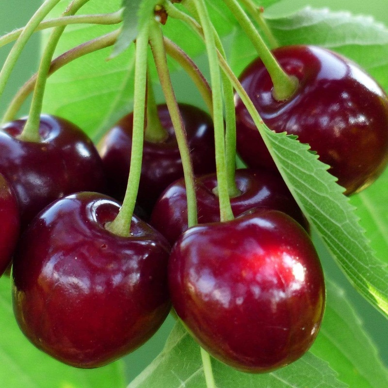 ‘Sunburst’ Cherry Tree Patio Tree in a 4.5L Pot