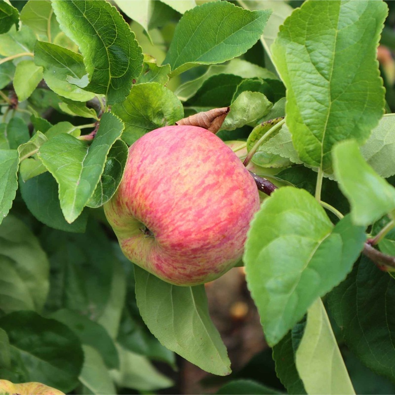 ‘Sunset’ Apple Tree Patio Tree in a 4.5L Pot