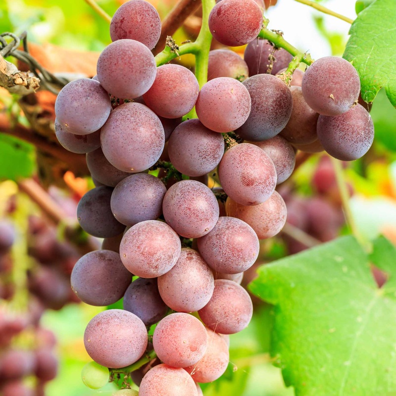 ‘Supernova’ Seedless Outdoor Grape Vine