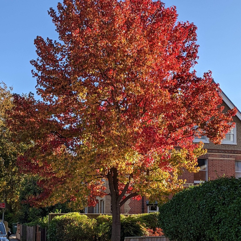 Sweetgum Tree | Liquidambar styraciflua Plant in a 3L Pot