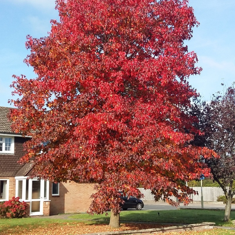 Sweetgum Tree | Liquidambar styraciflua ‘Worplesdon’ Tree in a 3L Pot