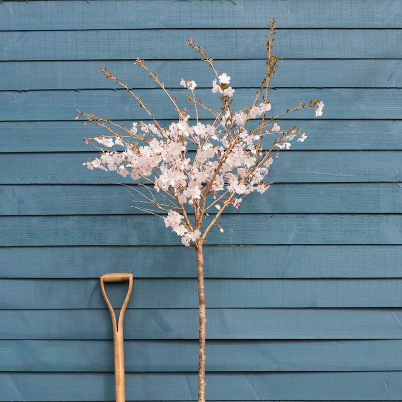 ‘The Bride’ Cherry Blossom Tree | Prunus incisa 2 Year Old Tree in a 9L Pot