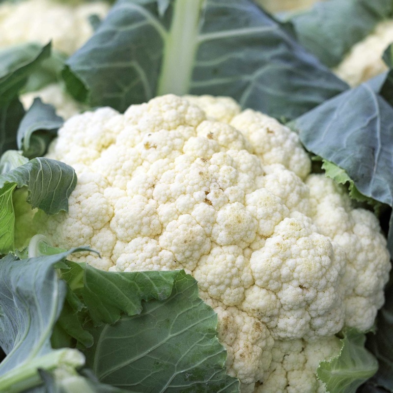‘Tirza’ Cauliflower Plants