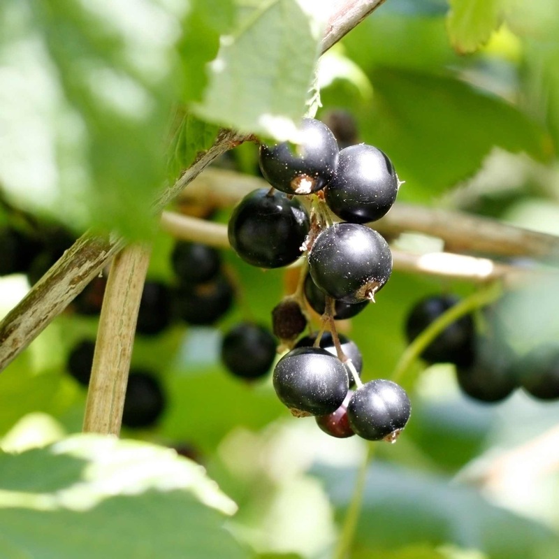 ‘Titania’ Blackcurrant Bush