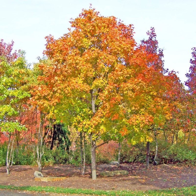 Toffee Apple Tree | Cercidiphyllum japonicum ‘Katsura’ Tree in a 3L Pot