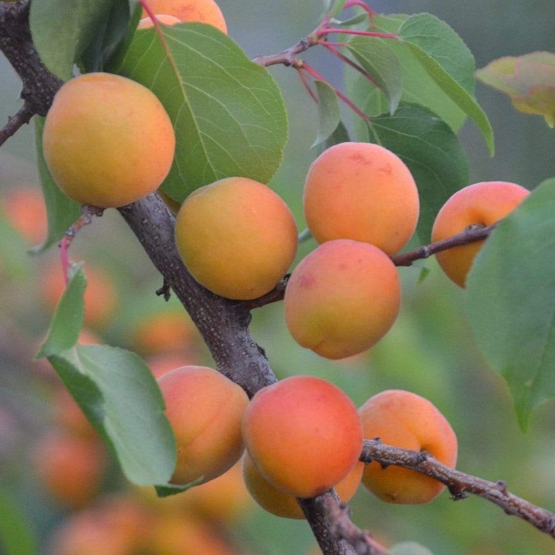 ‘Tomcot’ Apricot Tree Patio Tree in a 4.5L Pot