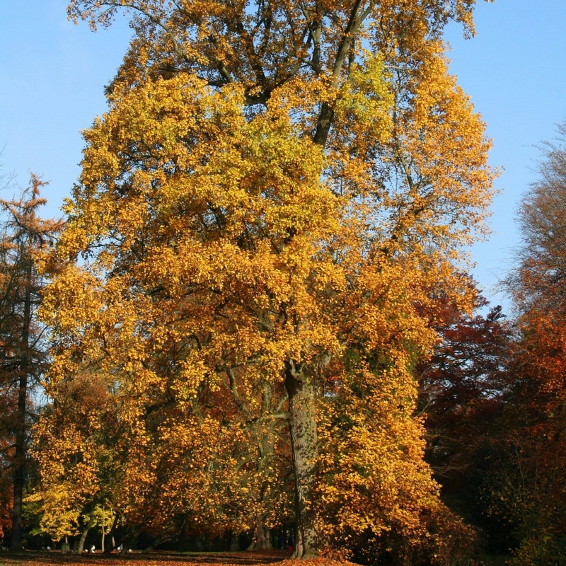 Tulip Tree | Liriodendron tulipifera Tree in a 3L Pot