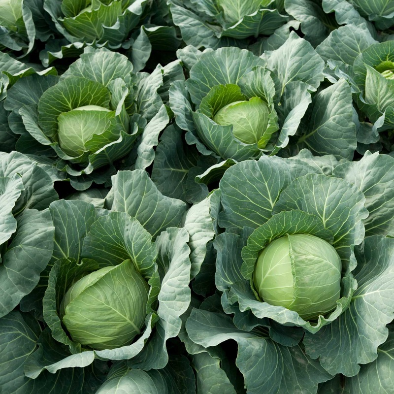 ‘Tundra F1’ Winter Cabbage Plants