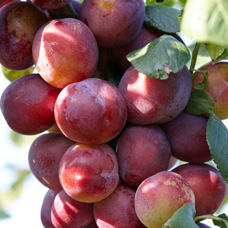 ‘Victoria’ Plum Tree 2 Year Old Bare Root Tree