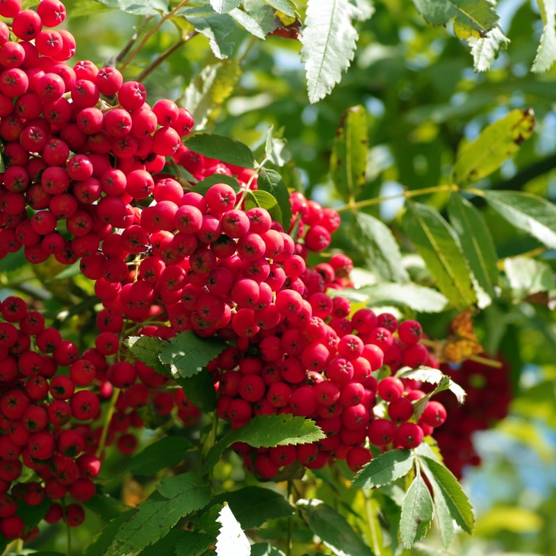 Vilmorin’s Rowan Tree | Sorbus vilmorinii 2 Year Old Tree in a 9L Pot