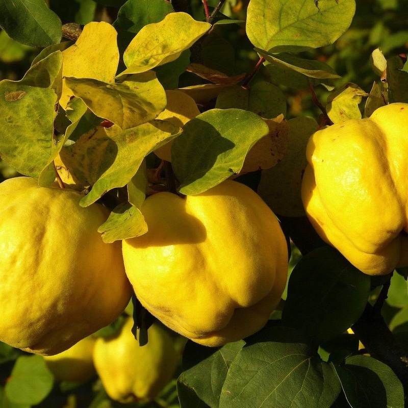 ‘Vranja’ Quince Tree 2 Year Old Tree in a 9L Pot