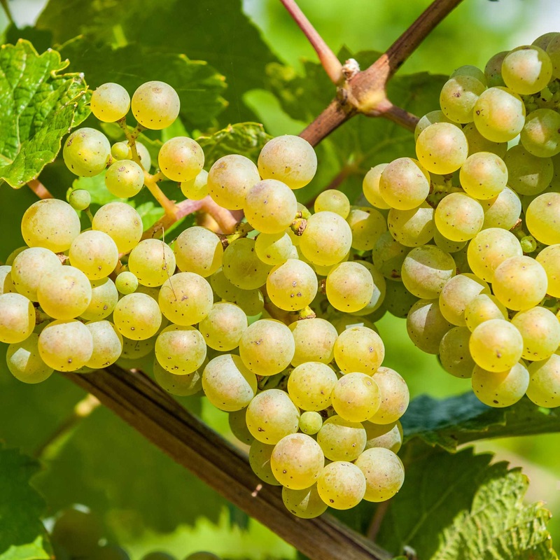 ‘Vroege van der Laan’ Outdoor Grape Vine