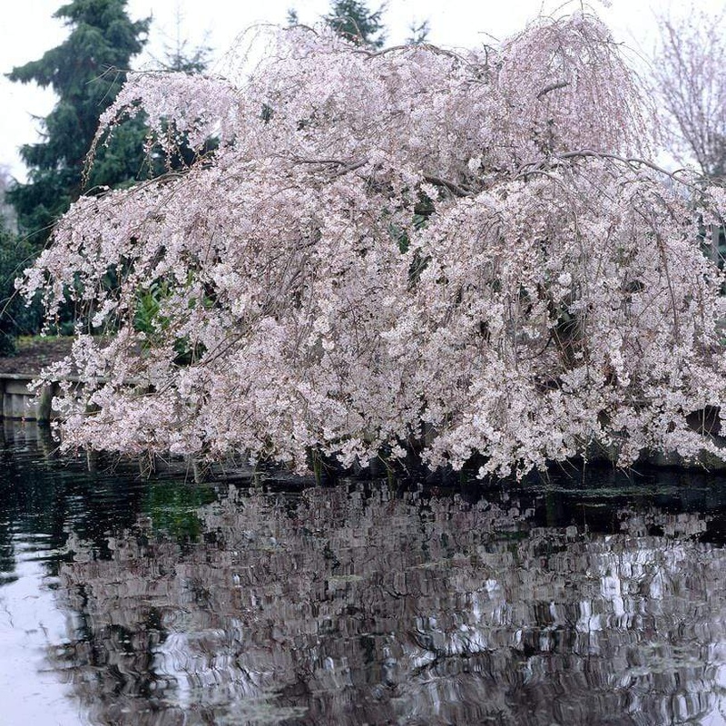 Weeping Yoshino Cherry Blossom Tree | Prunus yedoensis 2 Year Old Tree in a 9L Pot