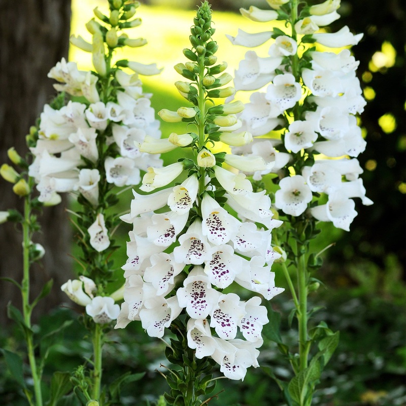 White Foxglove | Digitalis ‘Dalmatian White’ Premium Plant in a 3L Pot