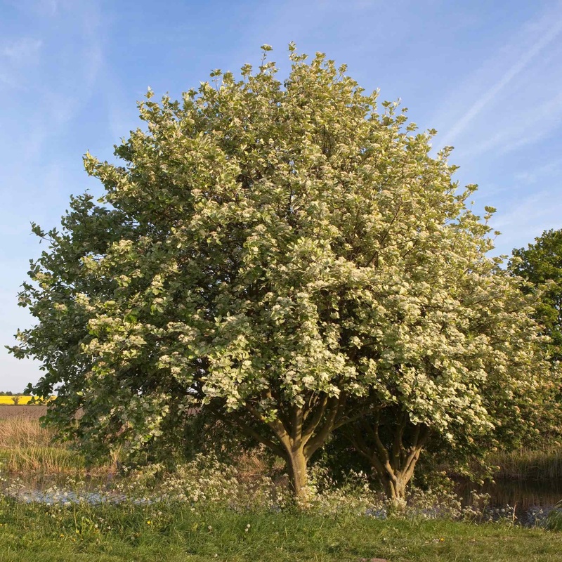 Whitebeam Tree | Sorbus aria ‘Lutescens’ 2 Year Old Tree in a 9L Pot