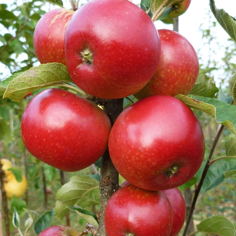 ‘Worcester Pearmain’ Apple Tree 2 Year Old Tree in a 9L Pot