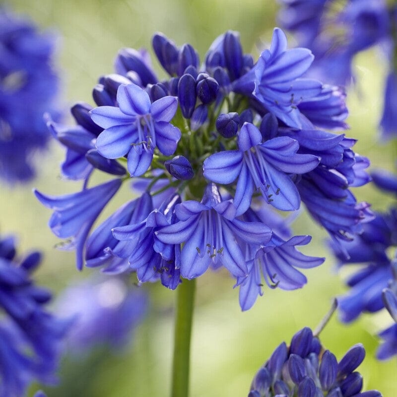 Agapanthus ‘Blue Thunder’