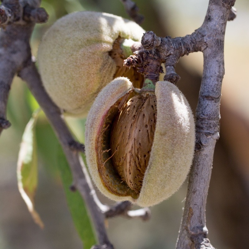 Almond Tree | Prunus dulcis ‘Robijn’