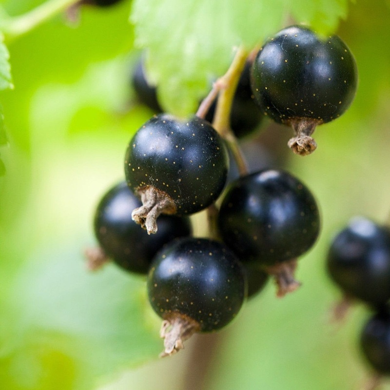 ‘Baldwin’ Blackcurrant Plant