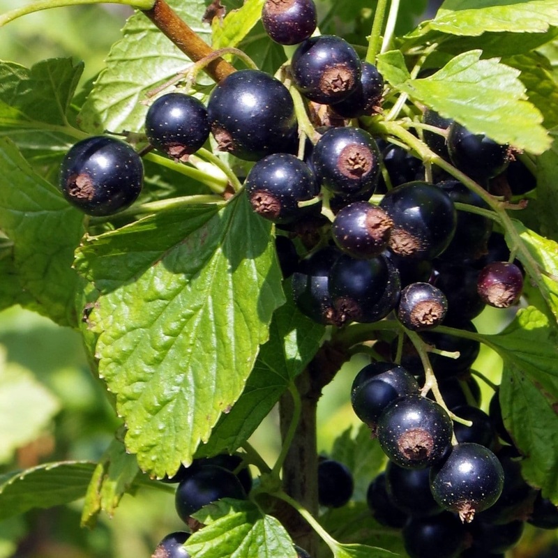 ‘Ben Connan’ Blackcurrant Bush Plant in a 3L Pot