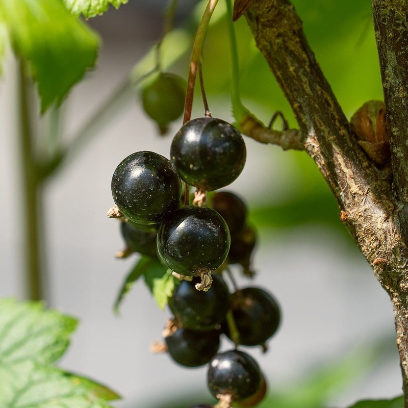 ‘Ben Lomond’ Blackcurrant Bush Plant in a 3L Pot