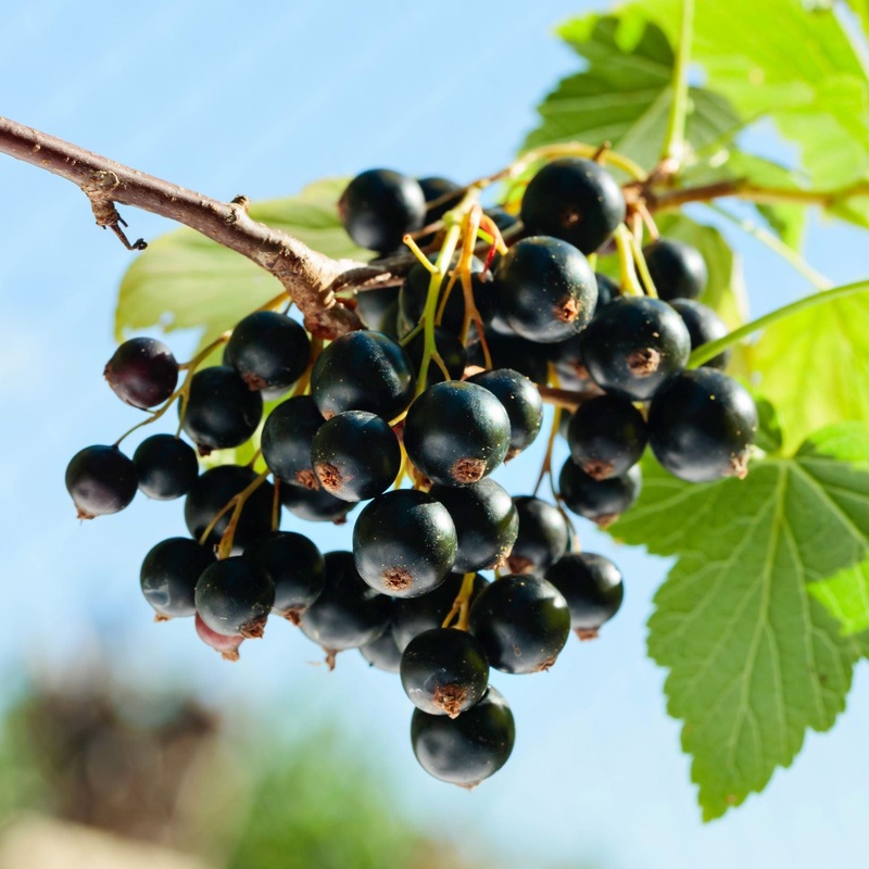 ‘Big Ben’ Blackcurrant Bush Plant in a 3L Pot