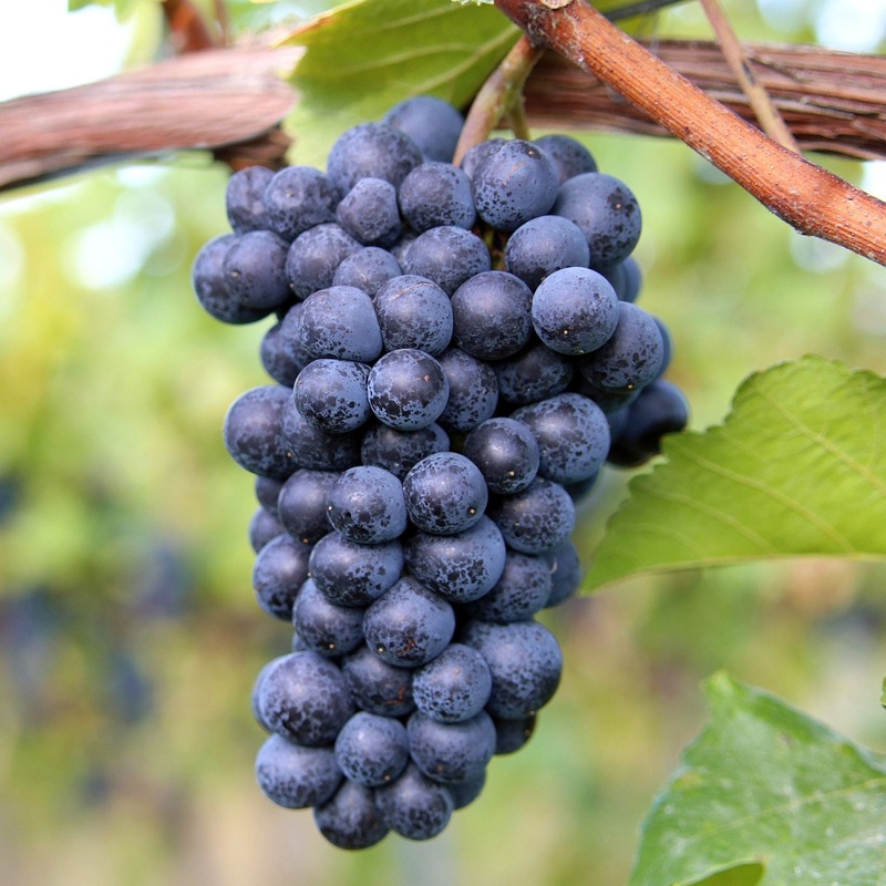 ‘Black Hamburgh’ Indoor Grape Vine Vine in a 3L Pot