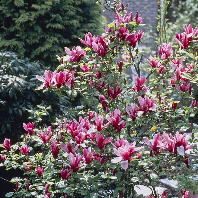 Black Lily Magnolia | Magnolia liliiflora ‘Nigra’
