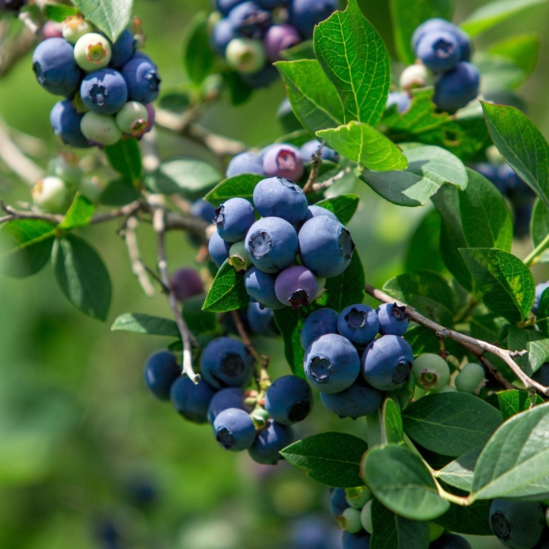‘Bluecrop’ Blueberry Bush Plant in a 9cm Pot