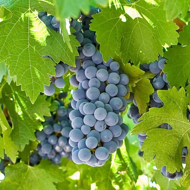 ‘Boskoop Glory’ Seedless Outdoor Grape Vine Vine in a 2L Pot