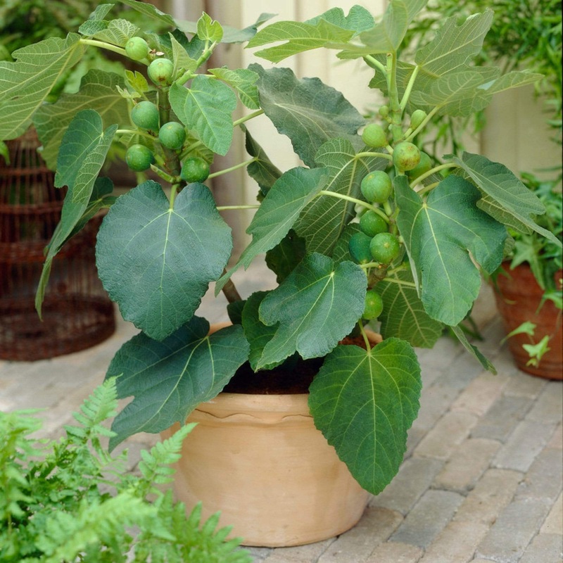 ‘Brunswick’ Fig Tree Plant in a 3L Pot