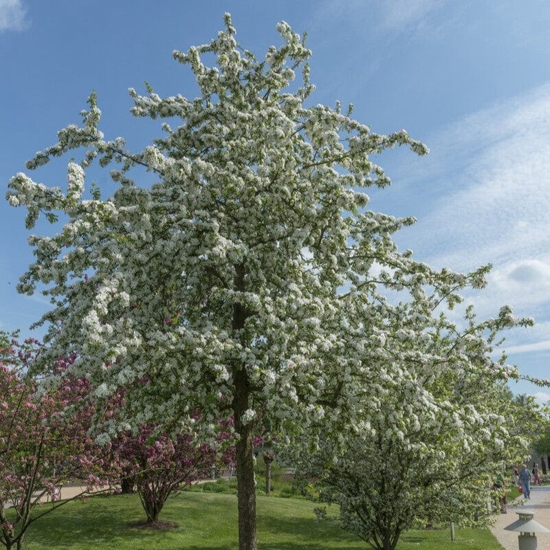 ‘Butterball’ Crabapple Tree