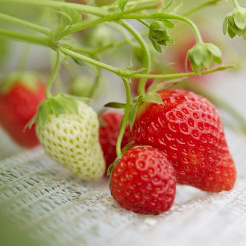 ‘Cambridge Favourite’ Strawberry Plants 3 Premium Plants in 9cm Pots