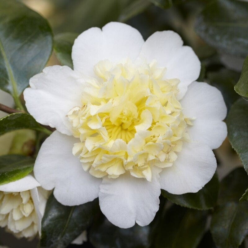 Camellia japonica ‘Brushfield’s Yellow’