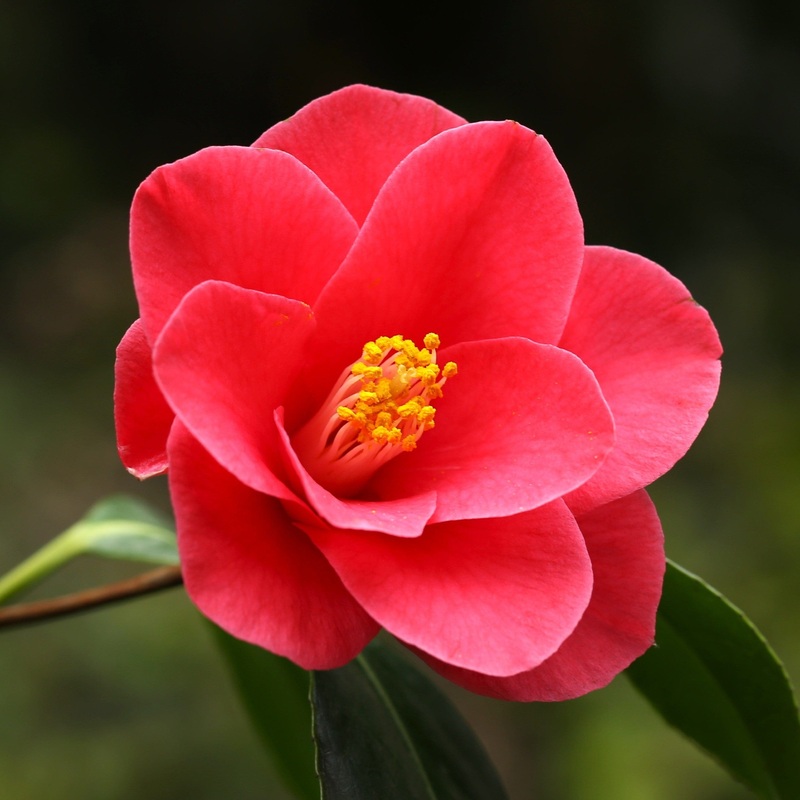 Camellia japonica ‘Doctor King’