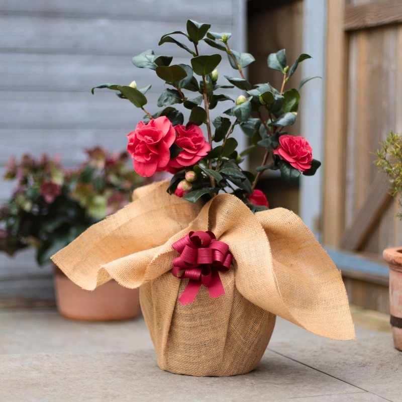 Camellia japonica ‘Lady Campbell’
