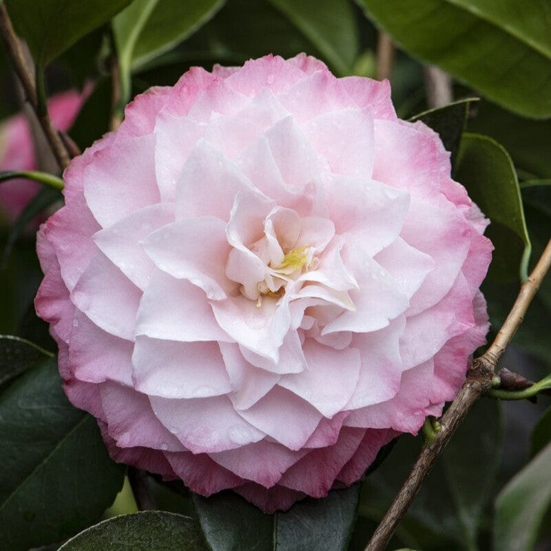Camellia japonica ‘Nuccio’s Pearl’