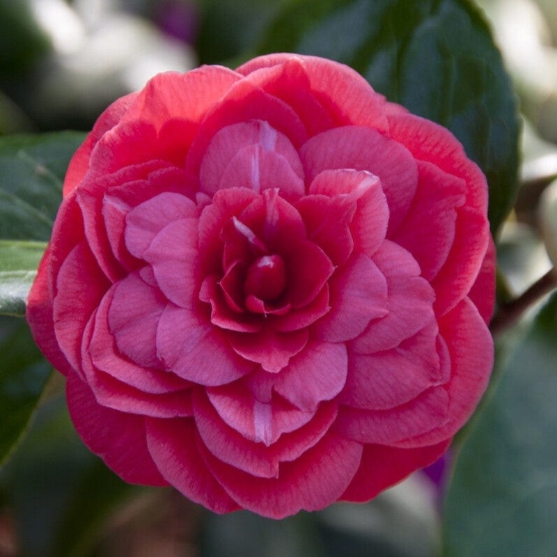 Camellia japonica ‘Princess Baciocchi’