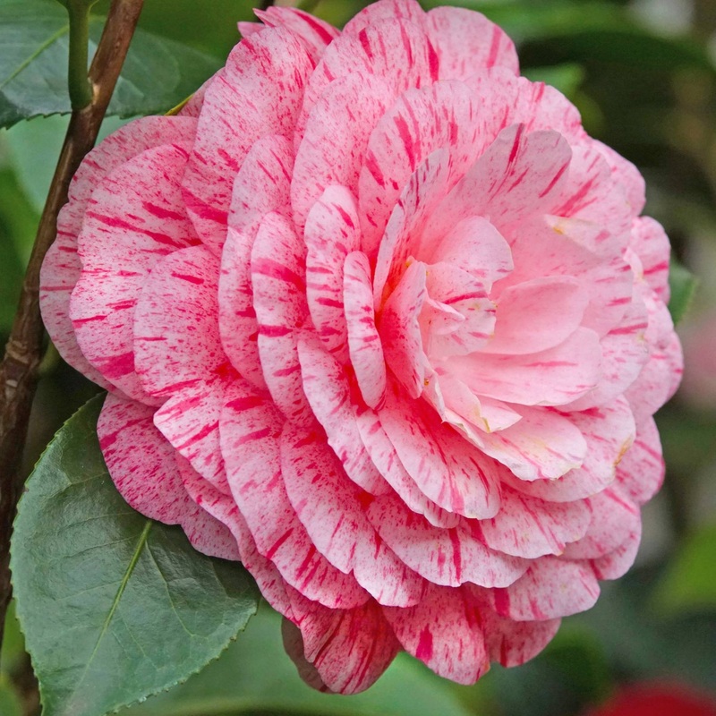 Camellia japonica ‘William Bartlett’