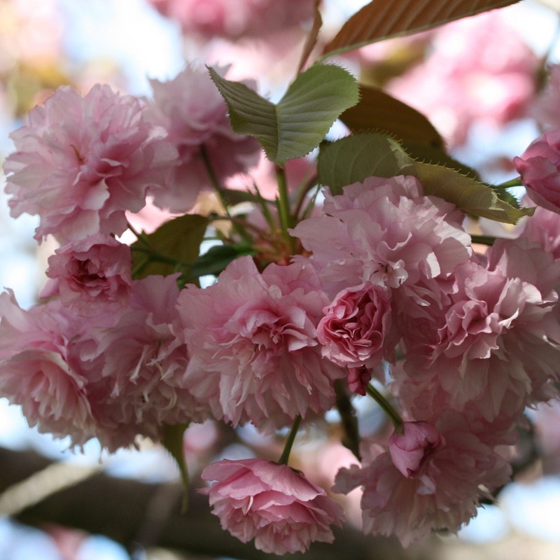 ‘Candy Floss’ Cherry Blossom Tree | Prunus ‘Matsumae-beni-murasaki’