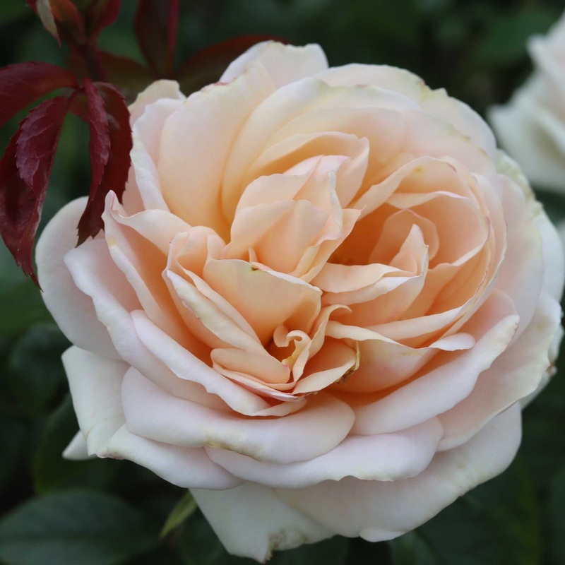‘Champagne Moment’ Floribunda Rose